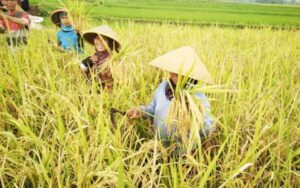 Pemprovsu Harapkan Produksi Padi Sumut Capai 7 Ton/Tahun