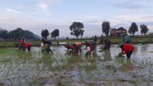 Babinsa di Wilayah Teritorial Kodim Lamongan Diterjunkan, Sukseskan Ketahanan Pangan