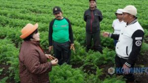 Bupati Karo Imbau Petani Wortel Gunakan Bibit Produksi Sendiri