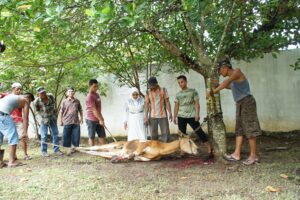 Idul Adha 1445 H, Plt Bupati Labuhanbatu Kurbankan 4 Ekor Sapi