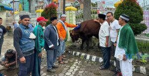 Pemkab Karo Salurkan Hewan Kurban di Masjid Agung Kabanjahe