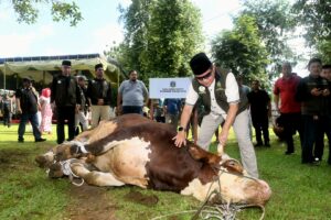 Pj Gubsu Kurbankan Sapi Limosin Seberat 1 Ton