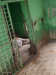 Lagi, Harimau Sumatera Mati di Kandang Medan Zoo, Masak Harimau Tidak Bisa Mati, Kata Tuan itu