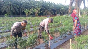 Polsek Bandar Pulau Motivasi Petani Cabai