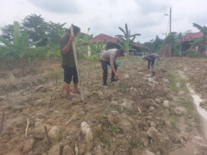 Dukung Ketahanan Pangan, Polsek Kota Kisaran Tanam Jagung