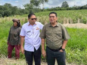 Wabup Karo Dampingi Direktur Serealia Kementan Tinjau Pertanian Padi Gogo