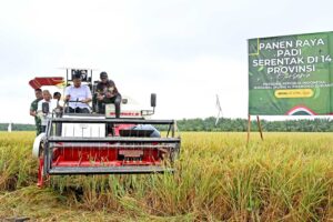Wujudkan Tanam Padi Tiga Kali Setahun, Gubsu Bobby Nasution Minta Bantuan ke Presiden untuk Perbaikan Tanggul