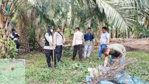 Polsek NA IX-X Sisir Kebun Sawit Lokasi Peredaran Narkoba di Labura
