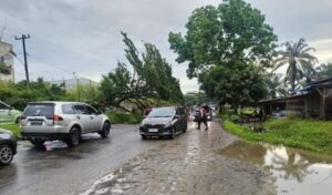 Pohon Tumbang di Rantauprapat Hambat Arus Balik