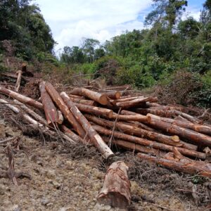 DPRD SU Desak Polres Humbahas Tangkap Perambah Hutan di Desa Parnapa
