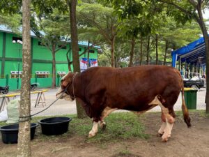 Kurban 10 Ekor Lembu, Gubsu Bobby Nasution Salat Iduladha di Lubukpakam, Saksikan Penyembelihan Kurban Presiden
