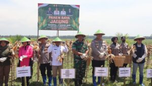 Dukung Swasembada Pangan Nasional, Polres Labuhanbatu Panen Raya Jagung di Labura