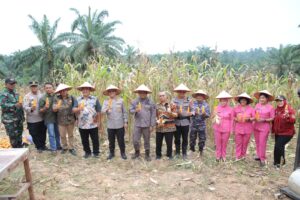 Bupati dan Forkopimda Asahan Ikuti Panen Raya Jagung Serentak