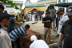 Gubsu Bobby Nasution Saksikan Penyembelihan Hewan Kurban di Kampung Nelayan