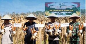 Pemkab Karo Dukung Panen Jagung Gugus Tugas Polri
