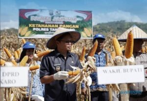 Pemkab Karo Dukung Panen Jagung Gugus Tugas Polri, Wujud Sinergi Ketahanan Pangan