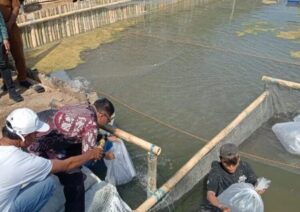 Pemkab Karo Tebar 200.000 Benih Ikan Nila di Kolam SRP Ernala Desa Sukanalu