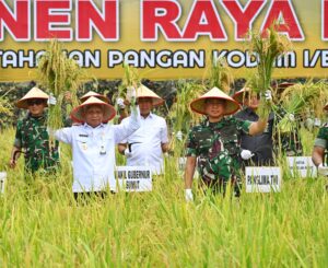 Wagubsu dan Panglima TNI Panen Raya Padi di Deliserdang