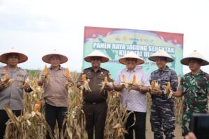 Panen Raya Jagung di Asahan, Polres dan Forkopimda Fokus Ketersediaan Pangan