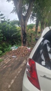 Gawat, Pohon Lapuk Simpang Rujak Serut Siumbut Baru Ancam Pengguna Jalan,  Tumbang Timpa Warga Tanggungjawab Siapa