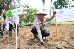 Kapolres Labuhanbatu Tanam Jagung di Padangmaninjau Labura
