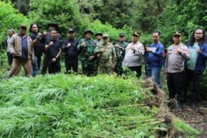 Polres Tanah Karo Temukan Ratusan Batang Tanaman Ganja di Hutan Sibuaten Kec. Merek