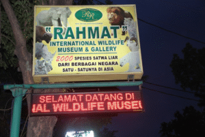 Rahmat International Wildlife Museum & Gallery, Menyimpan Ribuan Koleksi Satwa