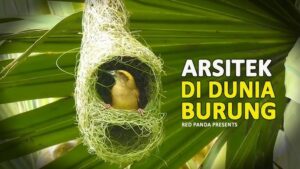 Takkan Pua Bersarang Rendah, Burung Manyar atau Burung Tempua, Asarpua Rumahnya