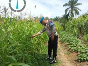 Dukung Ketahanan Pangan, Polsek Silangkitang Cek Tanaman Jagung di Desa Suka Dame