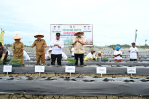 Bobby Nasution Tanam Cabai bersama Poktan Pastikan Perbaikan Infrastruktur Dorong Ketahanan Pangan