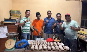Polsek Bilah Hilir Tangkap Pengedar Narkoba di Negeri Lama, Ganja 237 Bungkus Diamankan