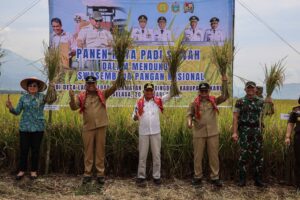 Panen Raya Padi di Karo, Wagubsu Surya Pastikan Keberpihakan Pemerintah kepada Petani