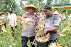 Polres Labuhanbatu Panen Raya Jagung Kuartal I 2026 di Labura