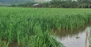 Panen Raya Padi Sawah di Kecamatan Mardingding, Upaya Pemkab Karo Pulihkan Lahan Terdampak Banjir