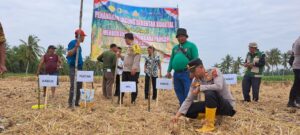 Dukung Swasembada Pangan 2026, Polsek Panai Hilir dan Forkopimca Tanam Jagung di Seipegantungan