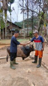 Gubsu Salurkan 10 Ekor Sapi Untuk Korban Bencana Tapsel dan Tapteng