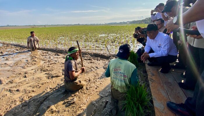 Lebih Rp200 Miliar Disalurkan untuk Pemulihan Pertanian Terdampak di Aceh