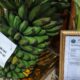 Pisang Kepok Keling Kualitas Ekspor di Paviliun Tebingtinggi PRSU 2026