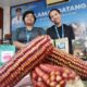 Jagung Lokal Merah Dairi Varietas Langka yang Mulai Dilupakan,Bikin Heboh PRSU 2026