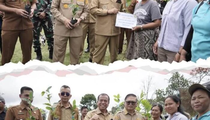 Bupati Karo Serahkan 1,2 Juta Benih Kopi Arabika untuk 259 Kelompok Tani